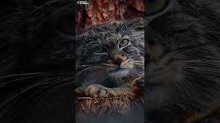 Улёжливый манул Шу. Ленинградский зоопарк