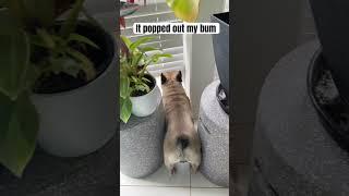 Oops I farted again #pets #funny