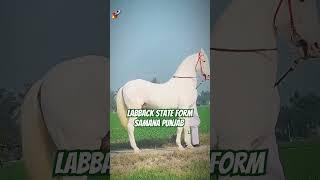 Bas Maula bulalain Labback state farm Samana Panjab #horse #nadeemsarvar #shorts #samanalive