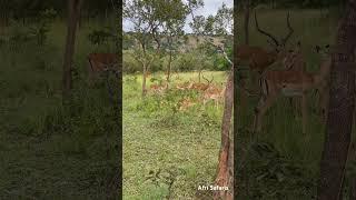 Impala ready to mate, a male impala follows a female that’s ready to mate. Subscribe for more!!