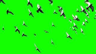 Birds Flying Green Screen  HD