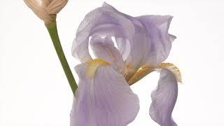 Iris flower opening and dying time lapse