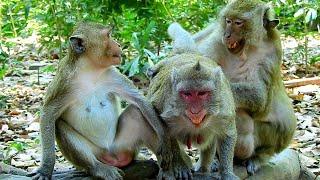 Sharing..Jane monkey not @shamed allowed pregnant Jazzy sne@k the old male b_oom n0n hygiene.