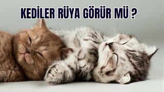 Kediler Rüya Görür Mü? | Kediler Rüyalarında Ne Yaşıyorlar?