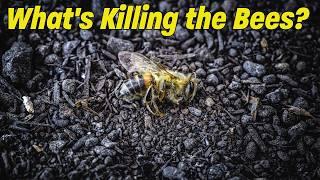 Massive Bee Die Off, What's Killing the Bees?