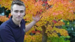 The Acer palmatum 'Sango kaku'