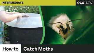 How to catch moths