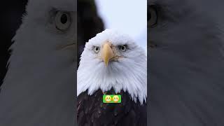 #blink of an eagle eye