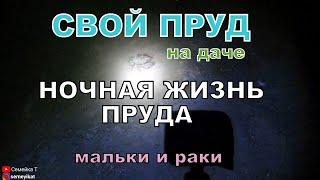 Ночная жизнь своего пруда на даче. Искусственный пруд на участке с рыбой и раками. Пруд в огороде.