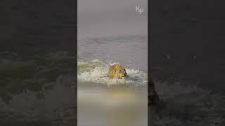 A Perilous Swim: The Lion’s Encounter with a Hippo