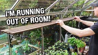 Fitting greenhouse shelves and re-potting red sunflowers