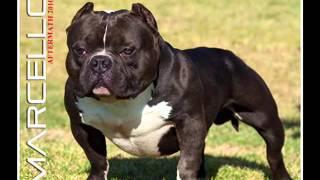 TOP 10 EXOTIC BULLIES / EXTREME AMERICAN BULLIES BY GRIDLOCK BULLIES