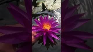 Nymphaea Detective Erika Nelumbo Garden