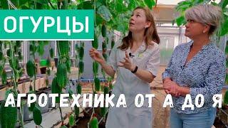 Выращивание огурцов в теплице. Посев и посадка, уход за огурцами. Технология выращивания огурцов.