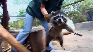 Releasing 20 grumpy raccoons back into the wilderness! | Hope For Wildlife