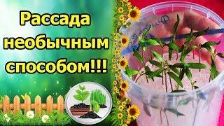 УНИКАЛЬНЫЙ, КЛАССНЫЙ СПОСОБ! РАССАДА ТОМАТОВ И ПРОРАЩИВАНИЕ СЕМЯН В ГИДРОГЕЛЕ!