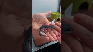 WARNING: This video might make you want geckos!