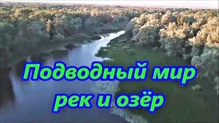 Подводный Мир рек и озёр