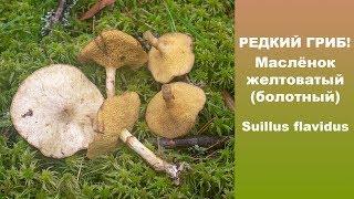 Редкий гриб! Маслёнок желтоватый (болотный) - Suillus flavidus.