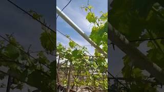 grapes garden #shorts #grapefruit #grapegarden #vine