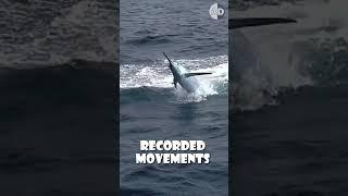 How Swordfish Use Their Sword to Hunt at 60 MPH?