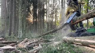 ЕЛОВЫЙ Рай,Лес как с картинки, не часто такой дают пилить ..