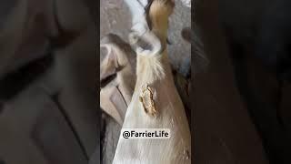 Crunchy Chestnut trimmed of a horse! #asmr #oddlysatisfying #equestrian #farrier