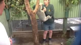 When Koalas get angry