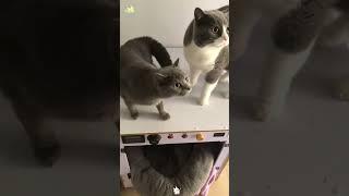 When the cat sees the mask#funnyvideos #funny #catlover #fpy #usa #foryou #usa_tiktok