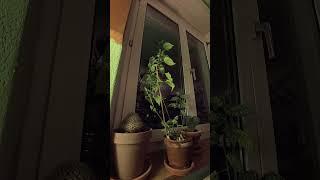 Drinking Plant Timelapse