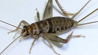 Raising Banded Crickets Bioactively in 2024!