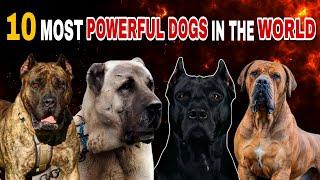 Top 10 Most Powerful Dogs in the World!