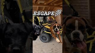 Wild Ride → Cozy Cabin!  | Trout & Puppy Cuddles #Shorts  #nature