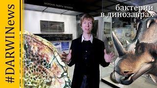 Тайна костей динозавров! Ярослав Попов #DARWINews