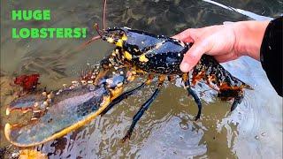 BIG FORAGED LOBSTERS - Best Big Lobster Catches SMASH FISHING !