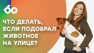 Что делать, если подобрал животное на улице? | Узнай за 60 секунд