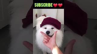 Cute Pets   #shorts #tiktok #viral #itspets #pets (3)