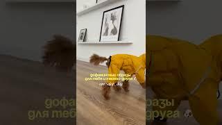 Одежда для собак SALOP DOG -30% https://salopdog.ru #automobile #petshopru #puppy #собака