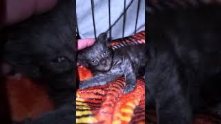 Maine Coon Kitten's First Purr: Unveiling the Magic.Nova’s Royal Pets Corp.