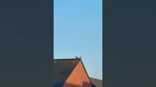 How Not To Get A Girlfriend Wood Pigeon Style  #nature #avian #birds