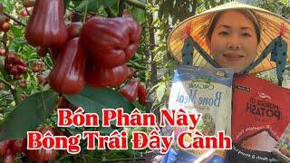 Cách Bón Phân Đất Cho Cây Ăn Trái, Mận Trồng Trong Chậu Ra Bông Trái Đầy Cành