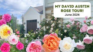 My David Austin Rose Tour! June 2024