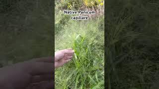 Native grass to the USA Panicum capillare