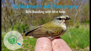 Bird Banding with Mist Nets