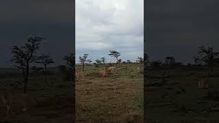 Sampu Enkare Pride Fight Over Pumba Kill in Naboisho Conservancy, Maasai Mara