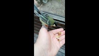 Кормлю молодых синиц, а они шипят / I feed the birds