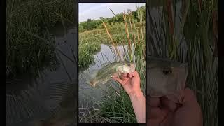 Quick Bite: Black/Blue Brush Hog #fishing #fishandgame #bassfishing #bass #pondfishing #shorts