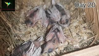 Society finch growth stages day 1 to day 30 #finches #societyfinch