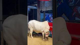 mashallah mra payara nukhra|| maweshi mandi #cow #bull