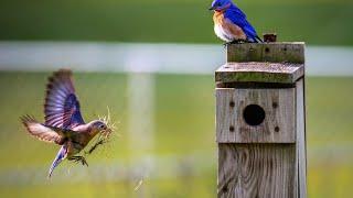 birds singing - healing birdsong - no music - 3 hours - relaxation meditation yoga